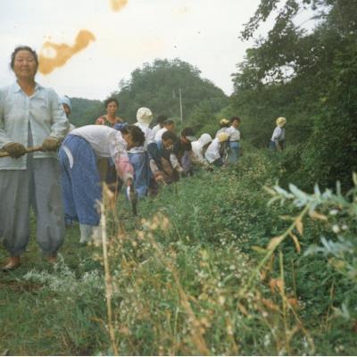 1990년대초 마을 풀베기 작업