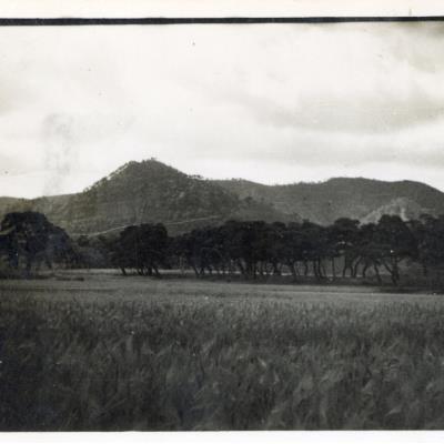 1960년 풍산 마애리 솔밭 전경