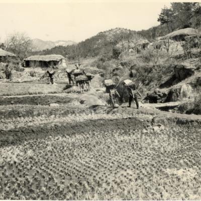 1971년 봉화군 물야면 새마을운동