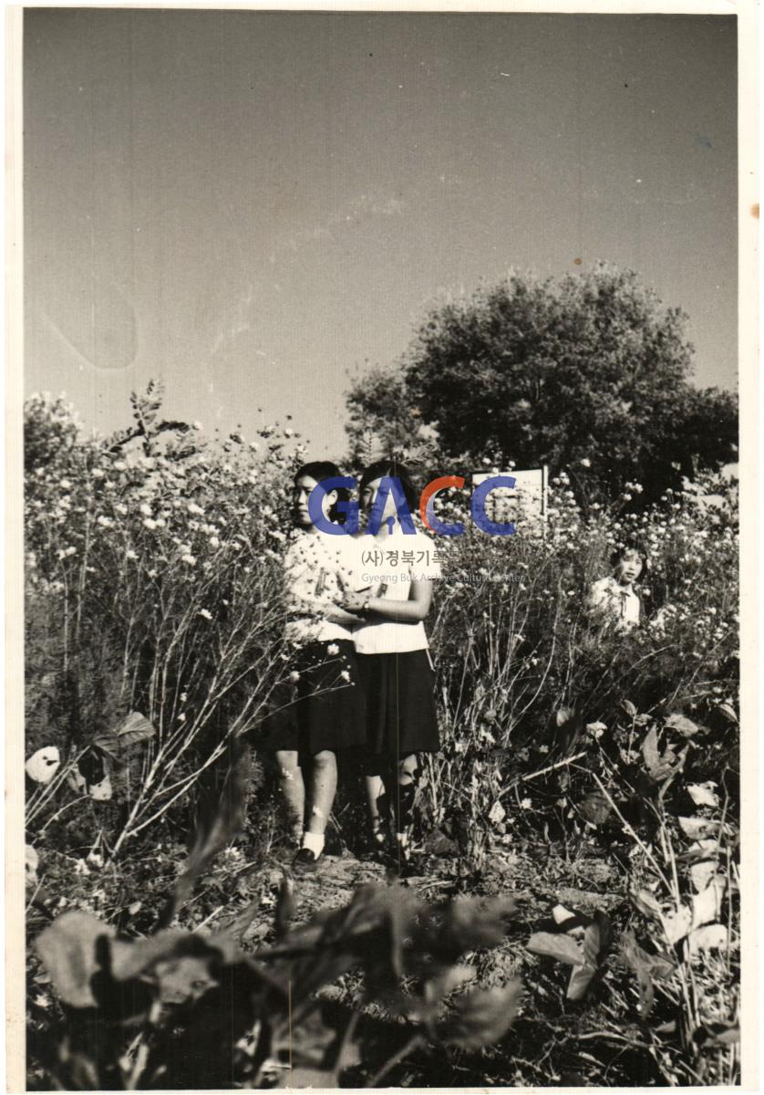 서부리 예안향교 정교이신 권오진씨의 신원미상 및 출처불명 사진들(12장) 작은그림