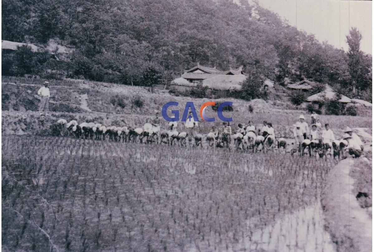 예안국민학교 학생들의 대민지원 활동 모습들 작은그림