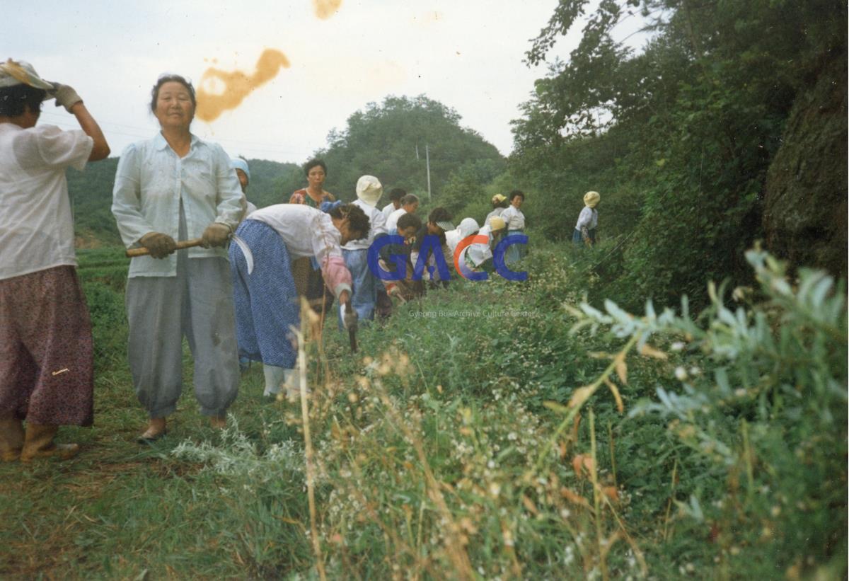 1990년대초 마을 풀베기 작업 작은그림