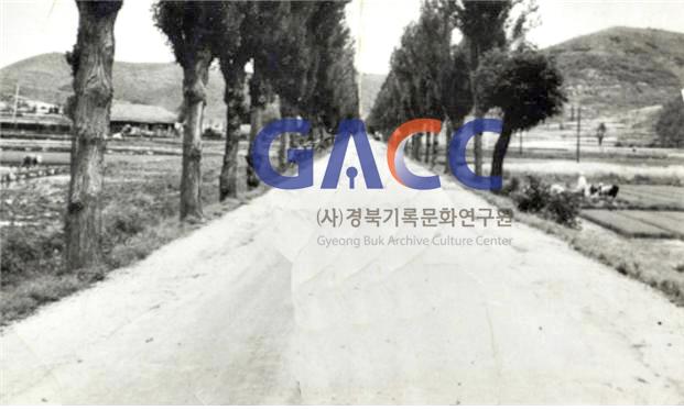 1971년 신작로의 그리운 가로수 작은그림