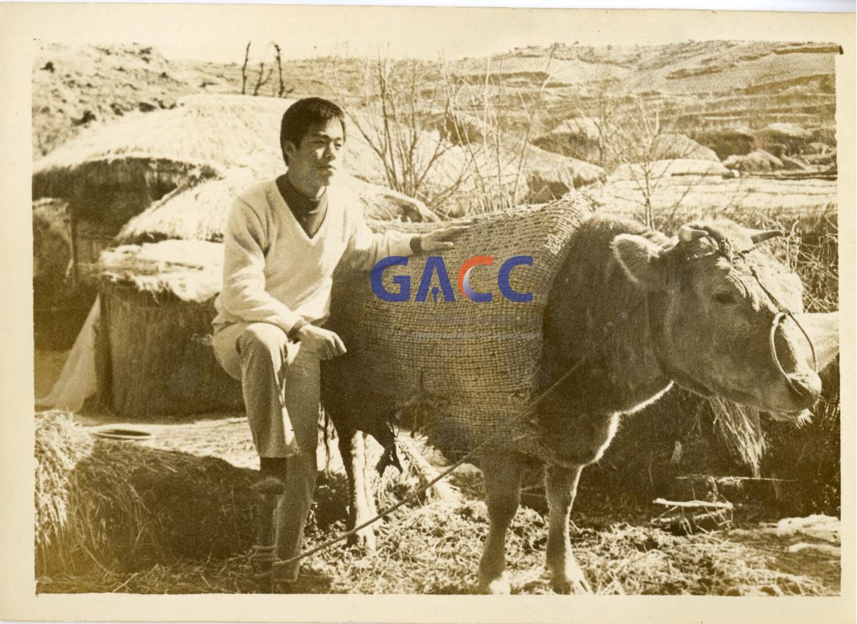1974년 와룡 가류리 집에서 소와 나 작은그림