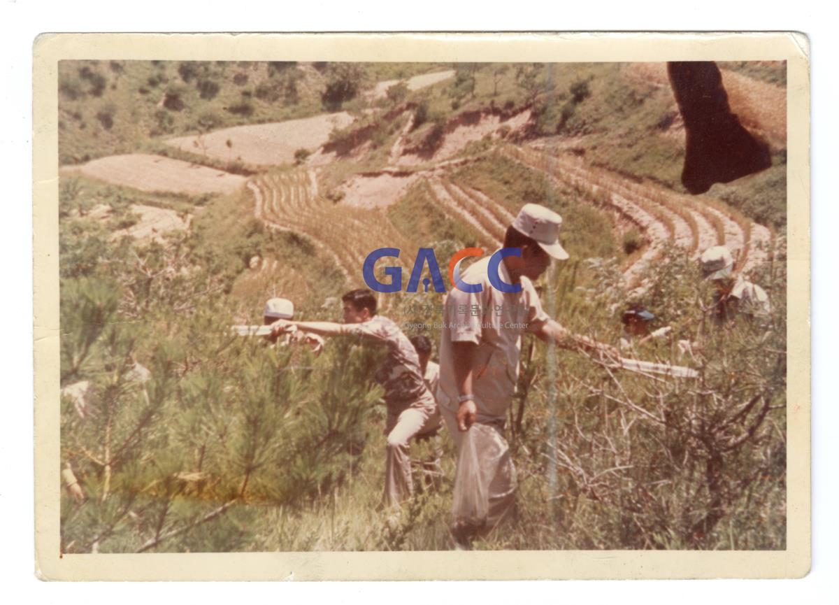1970년대 새마을 지도자 송충이 잡기 작은그림