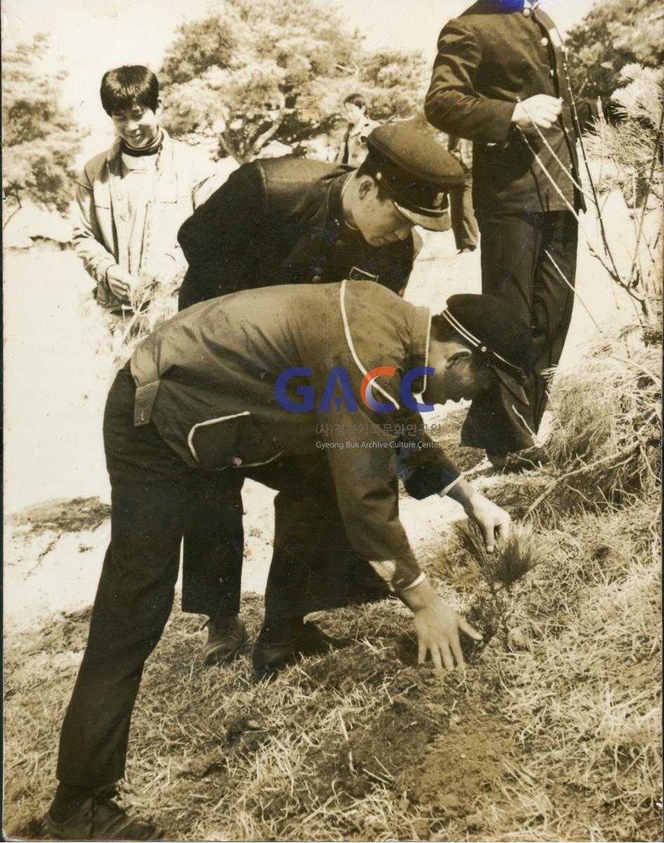 소나무 갈피줍기 작은그림