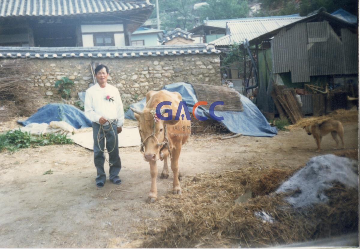 1984년 아버지와 누렁이 작은그림