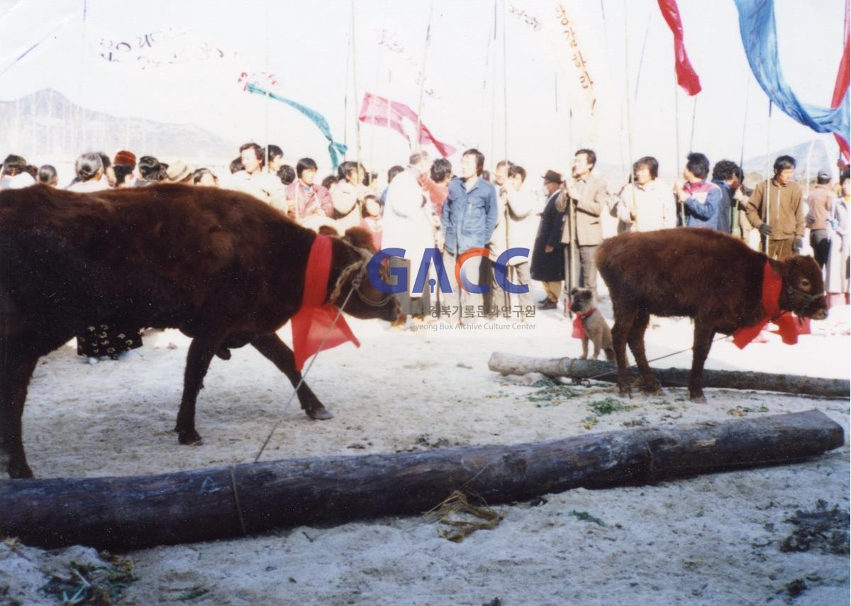 1985년 11월24일 추수감사제 및 농민대회(다인천주교회) 작은그림
