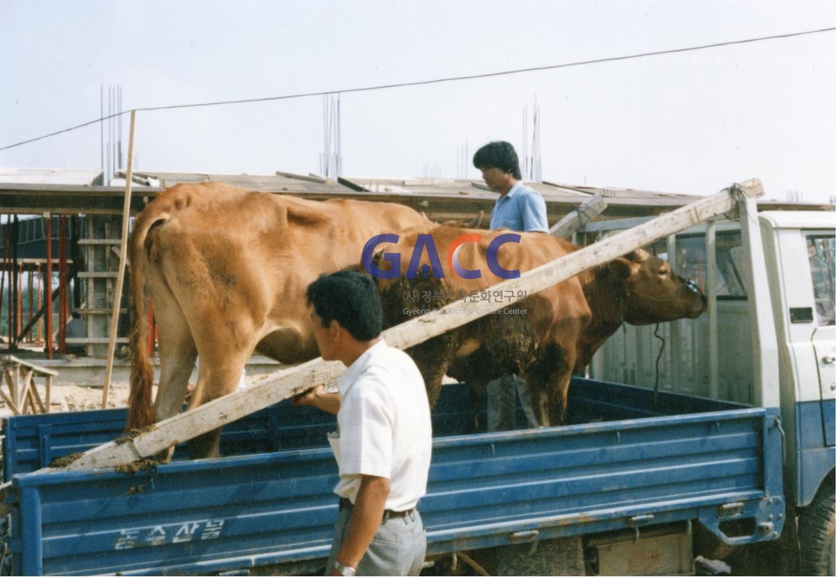 1985년 7월1일 소몰이행진(소값 피해 보상요구)-다인,안계,쌍호 지역민 작은그림