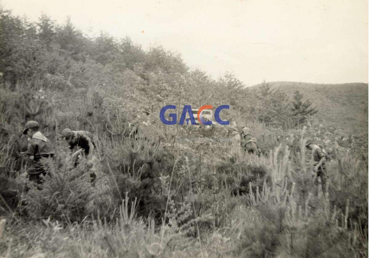1970년 7월 산에 있는 나무의 벌레를 잡는 아이들 작은그림