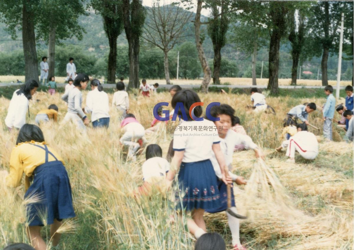 1981년 5월 월공 작업의 일환으로 보리베기를 하고 있다 작은그림