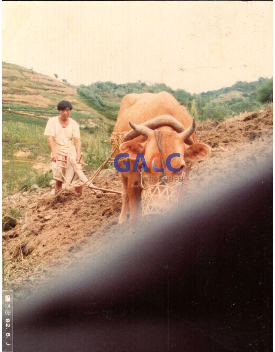 농사를 짓기 위해 소로 밭을 갈고 있는 젊은 날의 권봉일 작은그림