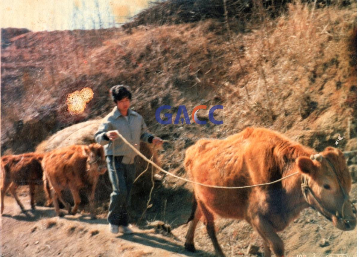 미질 산1210번지 살 때 가족의 희망이었던 소 작은그림