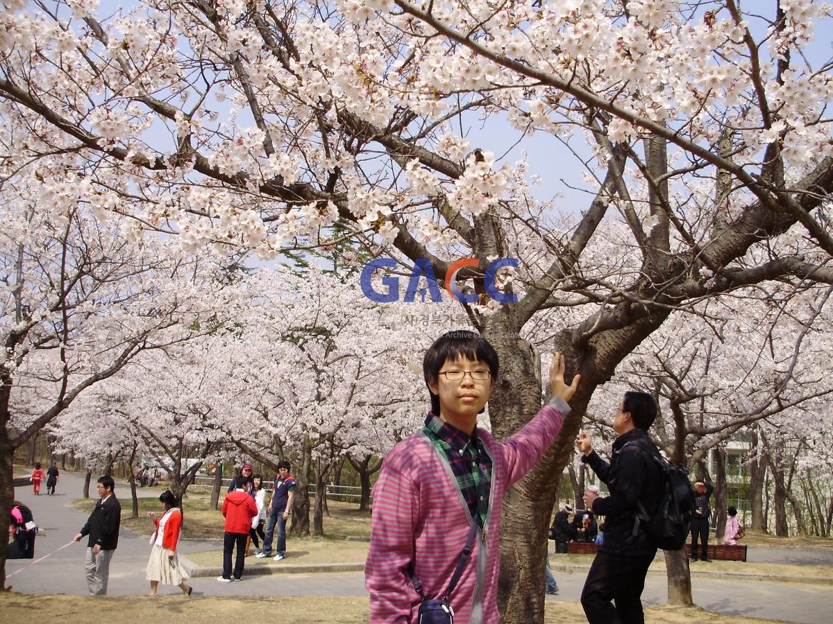 벚꽃이 아름다운 경주 보문에서 작은그림