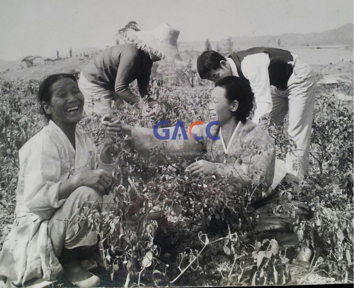 1960년대 달성군 고추밭에서 (대구 달성군 구지면 내리) 작은그림